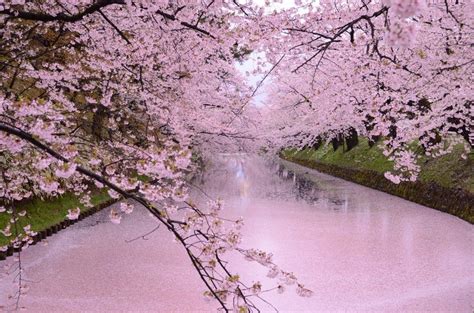 Hirosaki City is located in Aomori prefecture. The cherry blossom ...