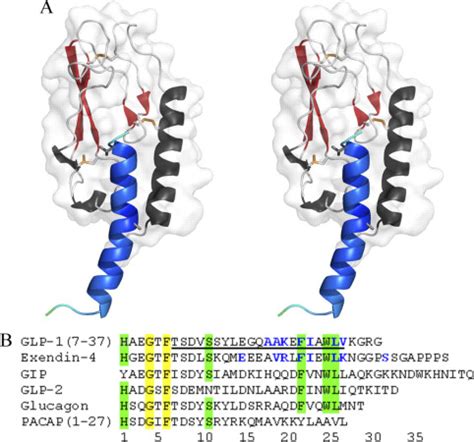 Crystal Structure of Glucagon-like Peptide-1 in Complex with the Extracellular Domain of the ...