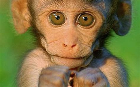 Baby Monkeys Wallpapers - Wallpaper Cave