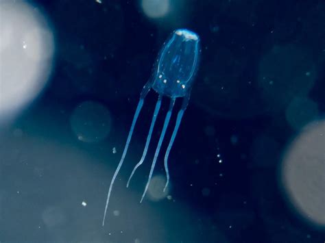 Do Jellyfish Have Eyes? - Jellyfish Vision Explained