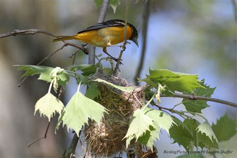 Baltimore Oriole Nest – Birding Pictures