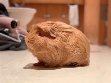 Mobile Guinea Pig Grooming - THE PRECIOUS PETS: MOBILE PET GROOMING TO YOUR HOME SINGAPORE(2024 ...