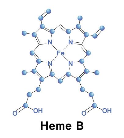 hemoprotein - Royalty Free Stock Illustrations and Vectors - Stocklib