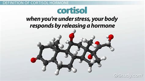 What Is Cortisol Hormone? - Definition, Function & Levels - Video & Lesson Transcript | Study.com