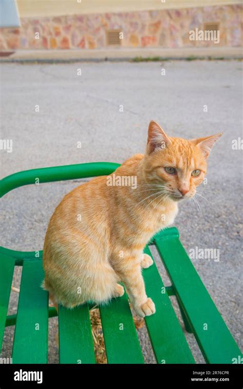 Orange tabby cat Stock Photo - Alamy