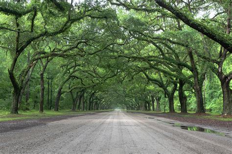 Wormsloe Plantation Photograph by Kenny Nobles