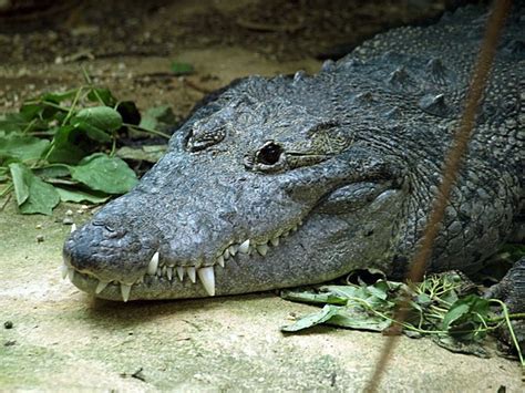 Morelet's crocodile - Alchetron, The Free Social Encyclopedia