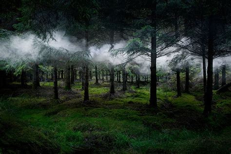 5 Intriguingly Ethereal Forests In The World | Wrytin