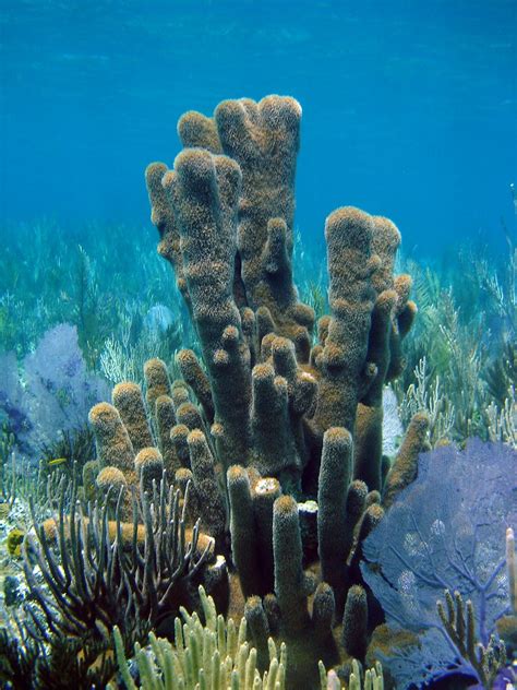 pillars of coral | Pillar coral, one of the few hard corals … | Flickr