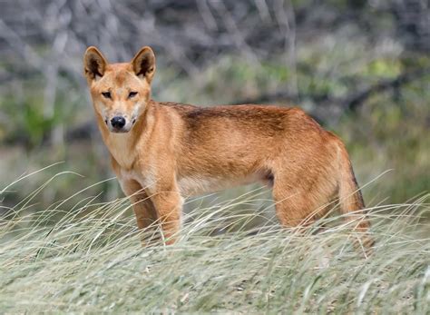 Dingo attacks are rare – but here’s what you need to know about dingo ...