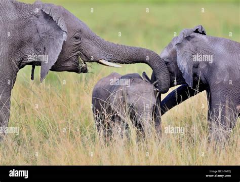 Elephant in the beautiful nature habitat, this is africa, african ...