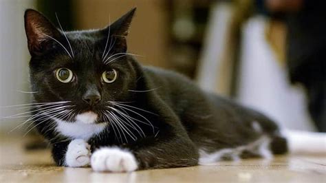 100+ Tuxedo Cat Names We Adore - Find Cat Names