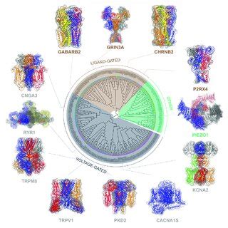 | Classification of ion channels based on activation mechanisms and ...