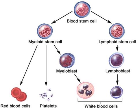 The hematopoietic stem cells: what are their origins, properties and roles ? – Stem Cell Research