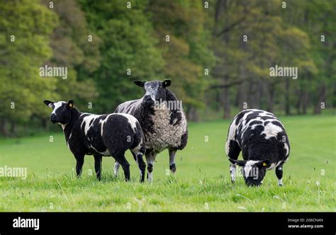 Dutch Spotted sheep with lambs at foot. Cumbria, UK Stock Photo - Alamy