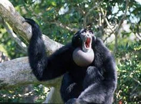 10 Interesting Howler Monkey Facts | My Interesting Facts