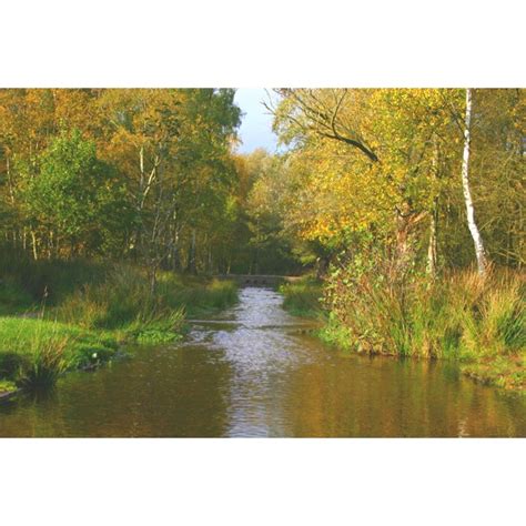 a river running through a forest filled with lots of green and yellow trees next to tall grass