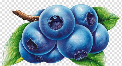 Blueberries clipart drawn, Blueberries drawn Transparent FREE for download on WebStockReview 2023