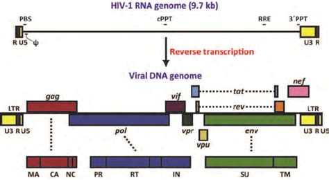 Organization of the HIV-1 genome. | Download Scientific Diagram