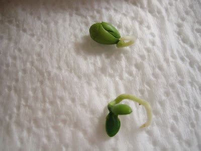 Lemon seed germination