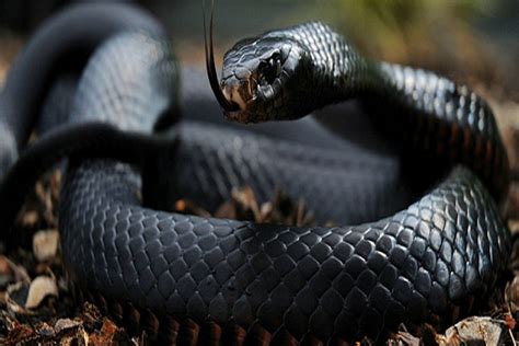 10 Snake Adaptations (Evolutionary Secrets!) – Fauna Facts