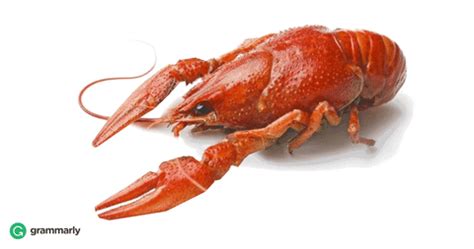 Crayfish GIFs - Get the best GIF on GIPHY