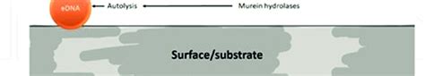 Diagram of the interactions that favor the formation and degradation of... | Download Scientific ...