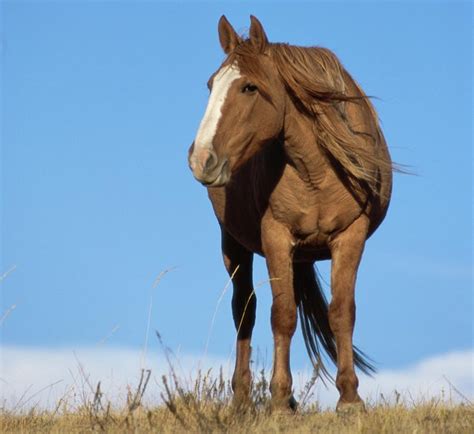 Facts About the Free-spirited and Intelligent Mustang Horse