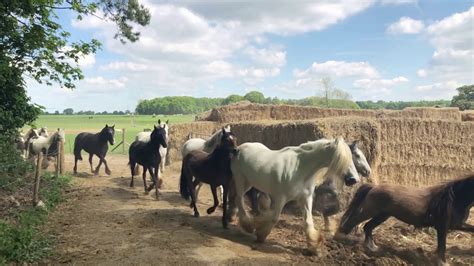 Hillside Animal Sanctuary Horses Before Going Out to Grass May 2019 ...