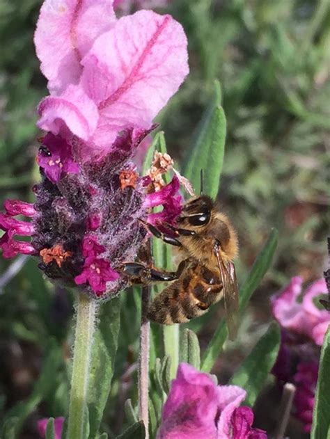 Honey bees love our lavender | Bee, Animals, Humboldt