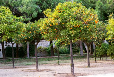 How to Grow Satsuma Trees