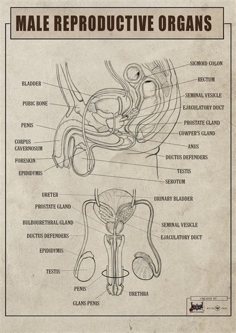 Anatomy Of Male Reproductive System ~ Reproductive Skeleton | Bodenewasurk