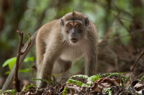 Long-Tailed Macaque | Sean Crane Photography