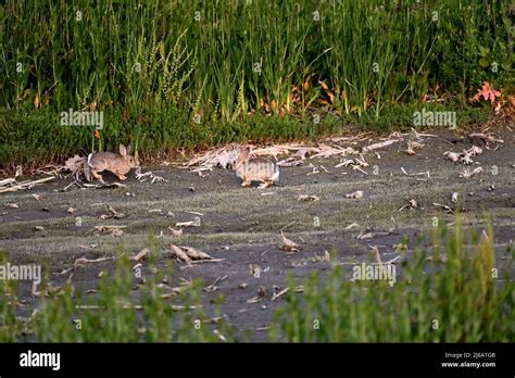 The black-tailed jackrabbit - Lepus californicus Stock Photo - Alamy