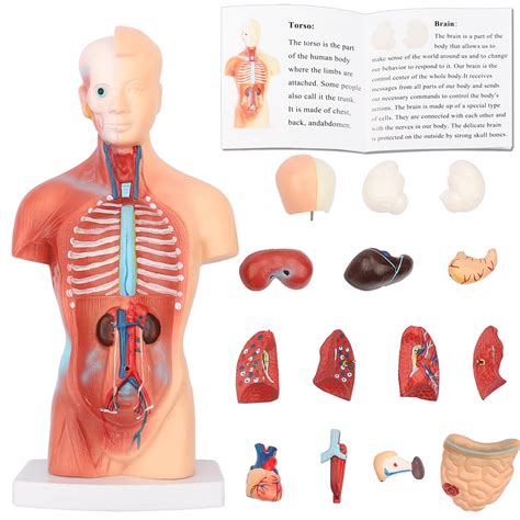 Torso Anatomy Diagram Organs