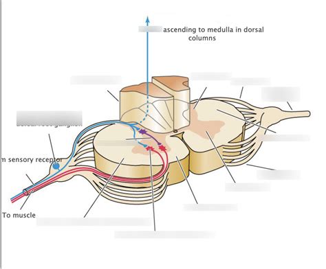 Ganglia Diagram | Quizlet