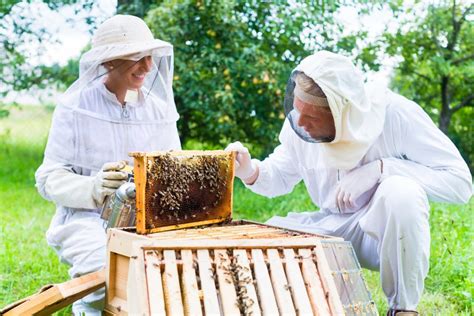 8 Best Bee Hive Starter Kits to Get in 2023 - Complete Beehives