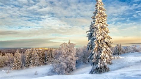 2560x1440 Resolution Winter Landscape with Snow Covered Trees 1440P Resolution Wallpaper ...