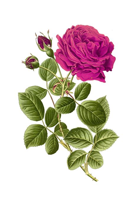 Rose Painted Art Clipart Free Stock Photo - Public Domain Pictures