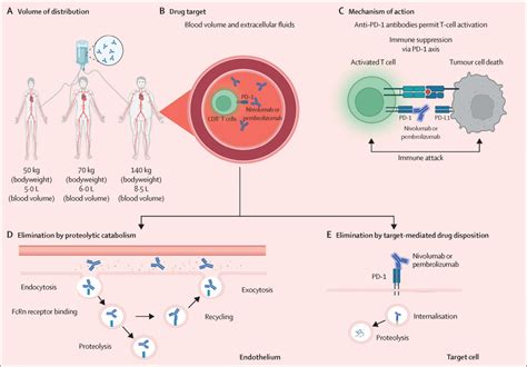 Alternative dosing strategies for immune checkpoint inhibitors to improve cost-effectiveness: a ...