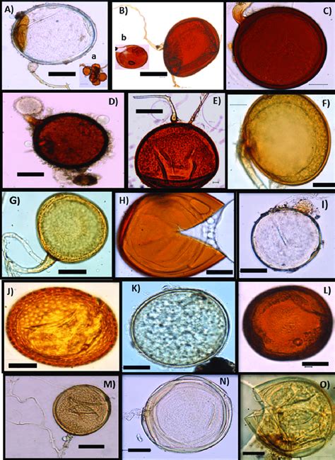 Species of arbuscular mycorrhizal fungi belonging to each of the 3... | Download Scientific Diagram