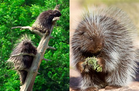 Hedgehog vs Porcupine - The Spikey Showdown - Animal Corner