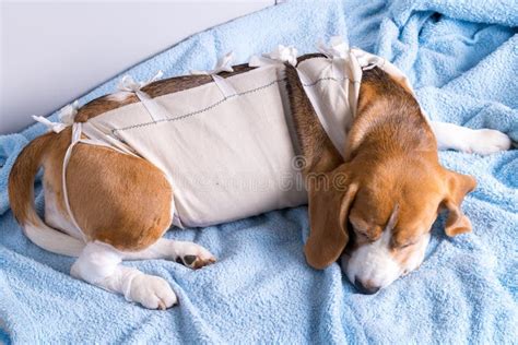 Sick Beagle Dog Slepping after Surgery Stock Image - Image of bandage ...