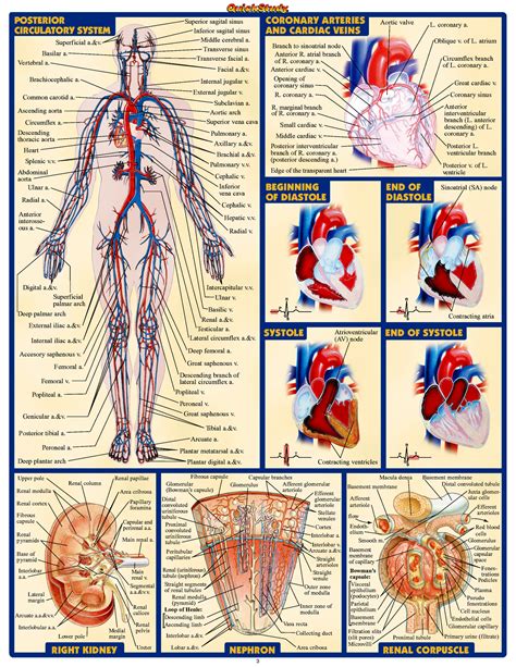 human anatomy atlas - ModernHeal.com