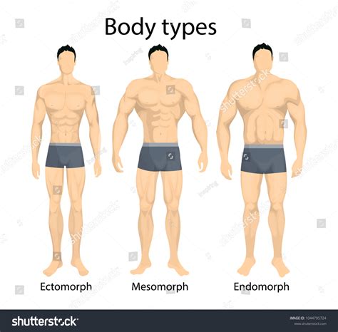 Male Body Types Ectomorph Mesomorph Endomorph Stock Illustration ...