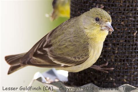 Lesser Goldfinch