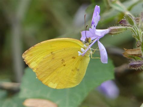 Dina Yellow Pyrisitia dina (Poey, 1832) | Butterflies and Moths of ...