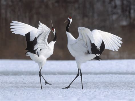 Cranes ー Wishing for Peace