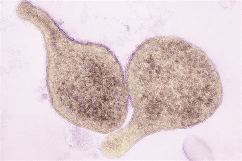 Antibiotic treatment of Mycoplasma genitalium infection - The Pharmaceutical Journal