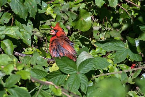 Northern Cardinal 07-18-2018 02 | Andrew Hazen | Flickr